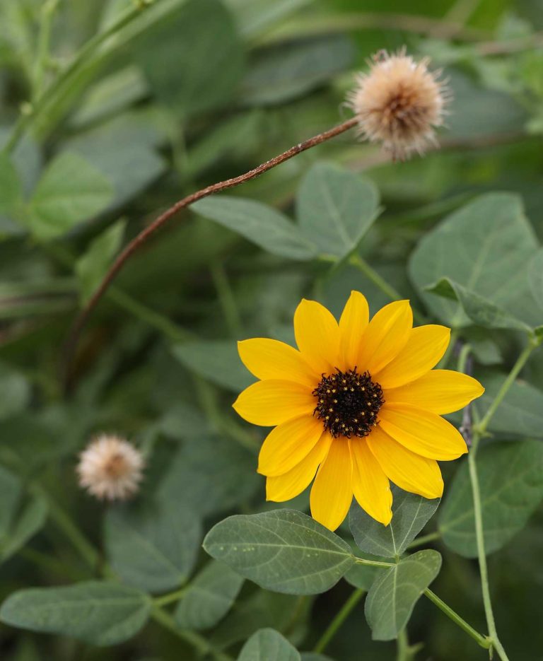 Helianthus Debilis – Dune Science