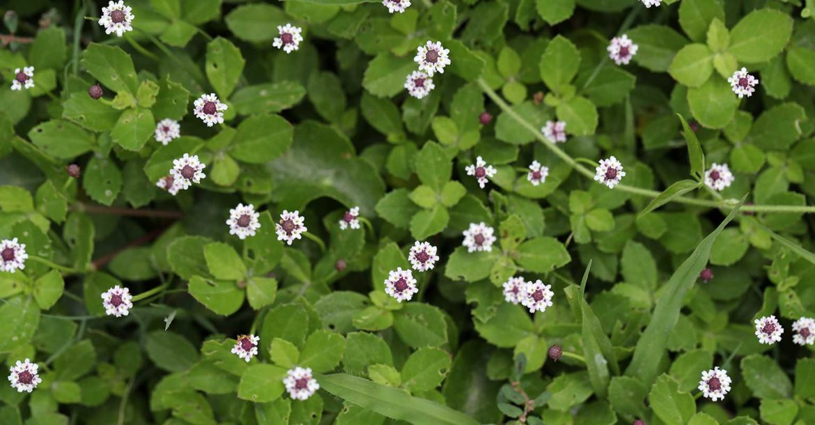 Phyla nodiflora – Dune Science