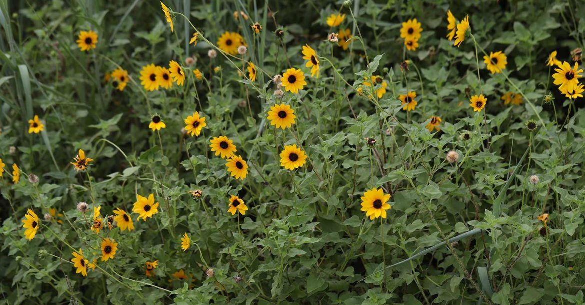 Helianthus Debilis – Dune Science