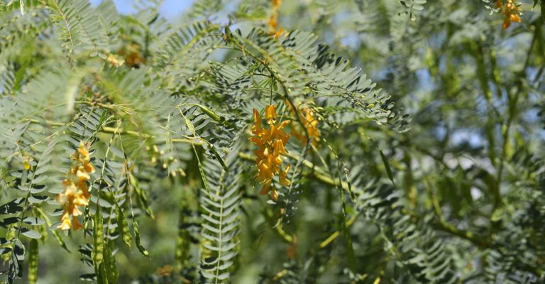 Sesbania drummondii – Dune Science