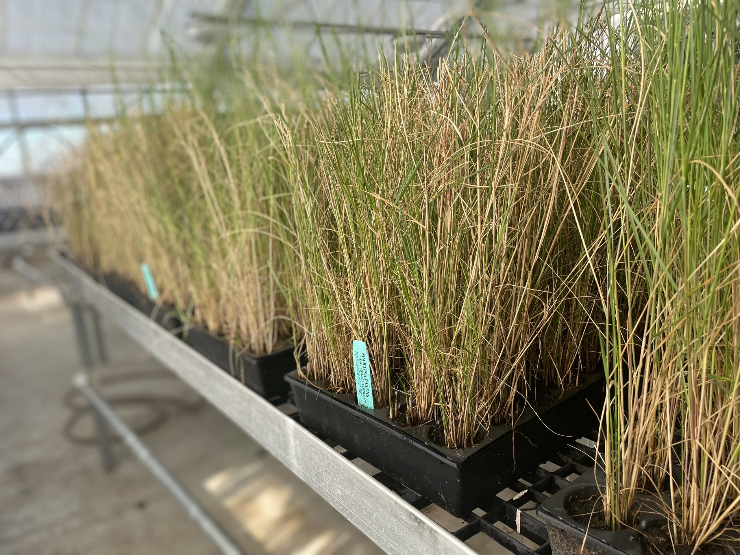 Spartina patens awaiting being planted in Texas coastal dune restoration efforts